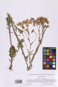 Jacobaea vulgaris subsp. vulgaris, Eastern Europe, Moscow region (E4a) (Russia)