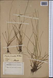 Danthonia decumbens (L.) DC., Western Europe (EUR) (Germany)