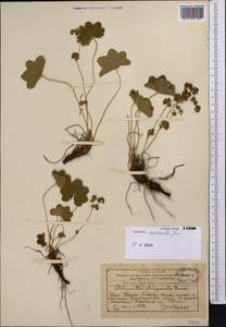 Alchemilla commixta Juz., Middle Asia, Western Tian Shan & Karatau (M3) (Kazakhstan)