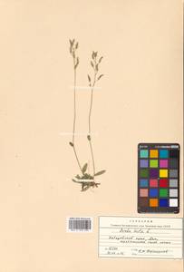 Draba hirta L., Siberia, Russian Far East (S6) (Russia)