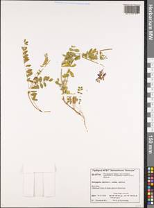 Astragalus alpinus L., Siberia, Central Siberia (S3) (Russia)