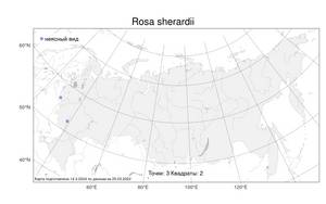Rosa sherardii Davies, Atlas of the Russian Flora (FLORUS) (Russia)