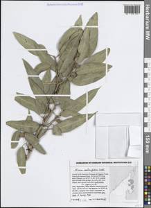 Ficus salicifolia Vahl, South Asia, South Asia (Asia outside ex-Soviet states and Mongolia) (ASIA) (United Arab Emirates)