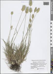 Agropyron cristatum (L.) Gaertn., Caucasus, Black Sea Shore (from Novorossiysk to Adler) (K3) (Russia)