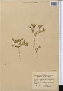 Cerastium inflatum Gren., Middle Asia, Western Tian Shan & Karatau (M3) (Uzbekistan)