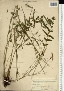 Poterium tenuifolium (Fisch. ex Link) Franch. & Sav., Siberia, Russian Far East (S6) (Russia)