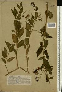 Solanum dulcamara L., Eastern Europe, North-Western region (E2) (Russia)