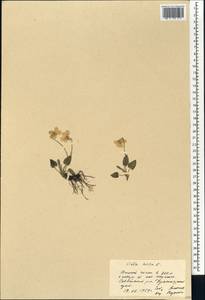 Viola hirta L., Siberia, Central Siberia (S3) (Russia)