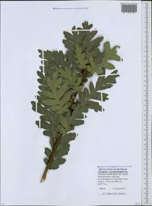 Quercus dalechampii Ten., Caucasus, Stavropol Krai, Karachay-Cherkessia & Kabardino-Balkaria (K1b) (Russia)