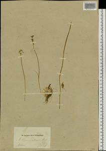 Allium pallasii Murray, Siberia, Altai & Sayany Mountains (S2) (Russia)