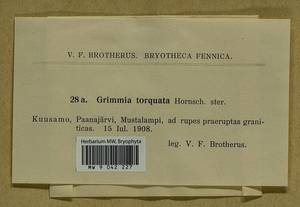 Grimmia torquata Drumm., Bryophytes, Bryophytes - Karelia, Leningrad & Murmansk Oblasts (B4) (Russia)