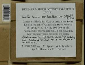 Eucladium verticillatum (With.) Bruch & Schimp., Bryophytes, Bryophytes - North Caucasus & Ciscaucasia (B12) (Russia)