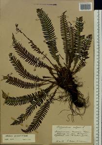 Struthiopteris spicant (L.) F.G.Weiss, Eastern Europe, West Ukrainian region (E13) (Ukraine)