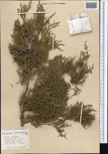 Juniperus excelsa subsp. polycarpos (K. Koch) Takht., Middle Asia, Western Tian Shan & Karatau (M3) (Kyrgyzstan)