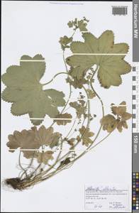 Alchemilla altaica Juz., Eastern Europe, Volga-Kama region (E7) (Russia)