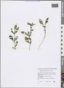 Silene latifolia subsp. alba (Mill.) Greuter & Burdet, Siberia, Western Siberia (S1) (Russia)