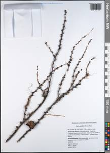 Larix gmelinii (Rupr.) Kuzen., Siberia, Russian Far East (S6) (Russia)