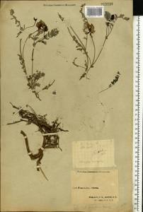 Astragalus norvegicus Grauer, Eastern Europe, Northern region (E1) (Russia)