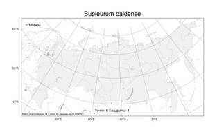 Bupleurum baldense Turra, Atlas of the Russian Flora (FLORUS) (Russia)