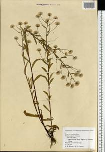 Erigeron brachycephalus H. Lindb., Eastern Europe, North-Western region (E2) (Russia)