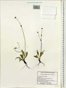 Anemonastrum trullifolium (Hook. fil. & Thomson) Mosyakin, South Asia, South Asia (Asia outside ex-Soviet states and Mongolia) (ASIA) (China)