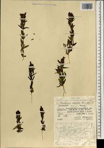 Gentianella amarella subsp. acuta (Michx.) Gillett, Mongolia (MONG) (Mongolia)