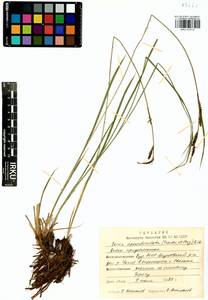 Carex appendiculata (Trautv. & C.A.Mey.) Kük., Siberia, Baikal & Transbaikal region (S4) (Russia)