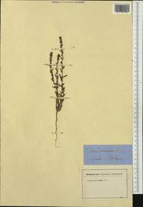 Thymelaea passerina (L.) Coss. & Germ., Western Europe (EUR) (Switzerland)