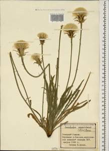Leontodon asperrimus (Willd.) Boiss. ex Ball, Caucasus, Stavropol Krai, Karachay-Cherkessia & Kabardino-Balkaria (K1b) (Russia)