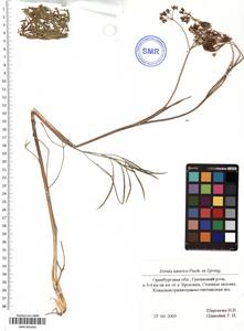 SMR001850, Ferula tatarica Fisch. ex Spreng., Eastern Europe, Eastern region (E10) (Russia)