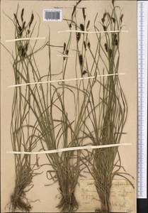 Carex melanostachya M.Bieb. ex Willd., Middle Asia, Western Tian Shan & Karatau (M3) (Uzbekistan)