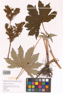 Filipendula digitata (Willd.) Bergmans, Siberia, Russian Far East (S6) (Russia)