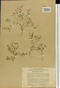 Psammophiliella muralis (L.) lkonn., Eastern Europe, North Ukrainian region (E11) (Ukraine)