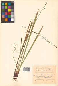Carex auriculata Franch., Siberia, Russian Far East (S6) (Russia)
