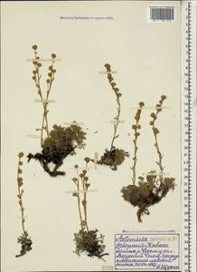 Artemisia alpina Pall. ex Willd., Caucasus, Stavropol Krai, Karachay-Cherkessia & Kabardino-Balkaria (K1b) (Russia)