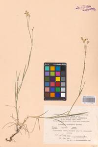 Eremogone saxatilis (L.) Ikonn., Eastern Europe, Central forest-and-steppe region (E6) (Russia)