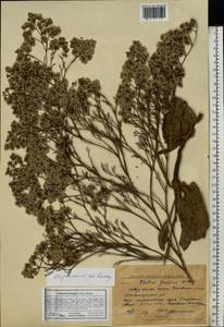 Limonium bungei (Claus) Gamajun., Eastern Europe, Lower Volga region (E9) (Russia)