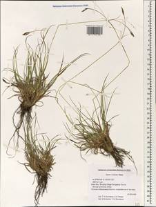 Carex cruenta Nees, South Asia, South Asia (Asia outside ex-Soviet states and Mongolia) (ASIA) (China)