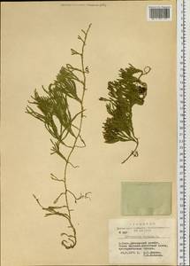 Diphasiastrum alpinum (L.) Holub, Siberia, Altai & Sayany Mountains (S2) (Russia)