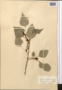 Populus, Middle Asia, Western Tian Shan & Karatau (M3) (Kyrgyzstan)