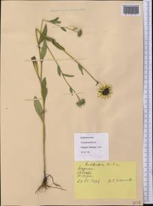 Rudbeckia hirta L., America (AMER) (United States)