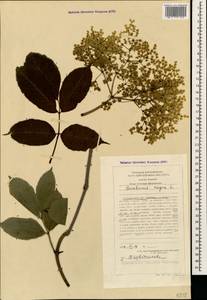 Sambucus nigra L., Caucasus, Stavropol Krai, Karachay-Cherkessia & Kabardino-Balkaria (K1b) (Russia)