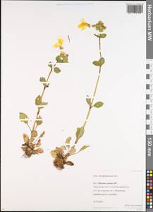 Erythranthe guttata (DC.) G. L. Nesom, Eastern Europe, Moscow region (E4a) (Russia)