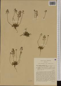 Teesdalia nudicaulis (L.) W. T. Aiton, Western Europe (EUR) (Italy)