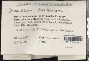 Oticodium laevisetum (Sande Lac.) Huttunen, Hedenäs & Ignatov, Bryophytes, Bryophytes - Russian Far East (excl. Chukotka & Kamchatka) (B20) (Russia)