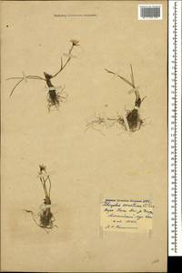 Gagea serotina (L.) Ker Gawl., Caucasus, Georgia (K4) (Georgia)