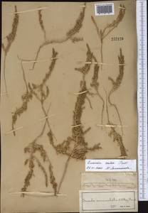 Suaeda salsa (L.) Pall., Middle Asia, Syr-Darian deserts & Kyzylkum (M7) (Kazakhstan)