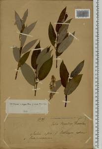 Salix triandra L., Eastern Europe, Volga-Kama region (E7) (Russia)