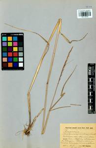 Elymus gmelinii (Trin.) Tzvelev, Siberia, Baikal & Transbaikal region (S4) (Russia)
