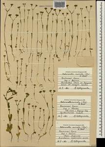 Valerianella eriocarpa Desv., Crimea (KRYM) (Russia)